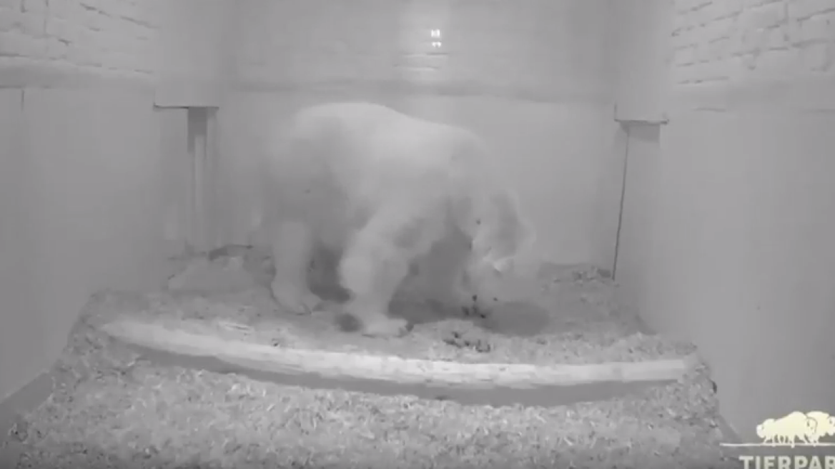 Βίντεο: Το μωρό πολική αρκούδα που γεννήθηκε στο Ζωολογικό του Βερολίνου